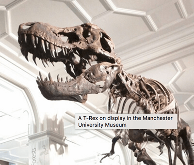 Das Dinosaurierbild, mit einem Tooltip-Titel darüber, der "Ein T-Rex im Manchester University Museum" lautet